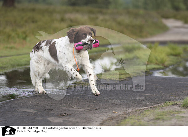 Drentsche Patrijshund / Dutch Partridge Dog / KB-14719
