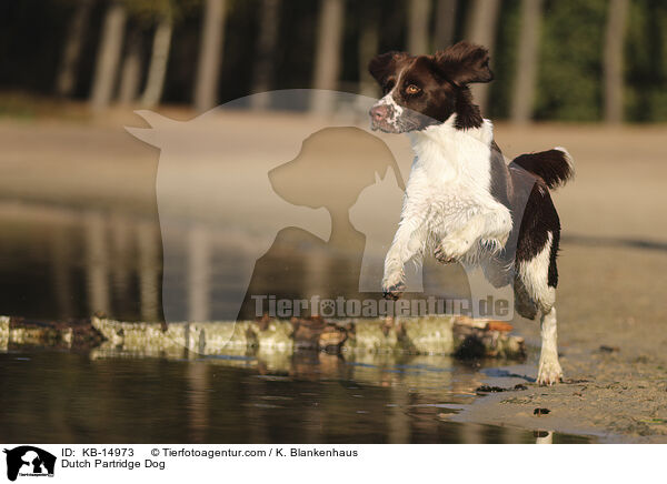 Dutch Partridge Dog / KB-14973