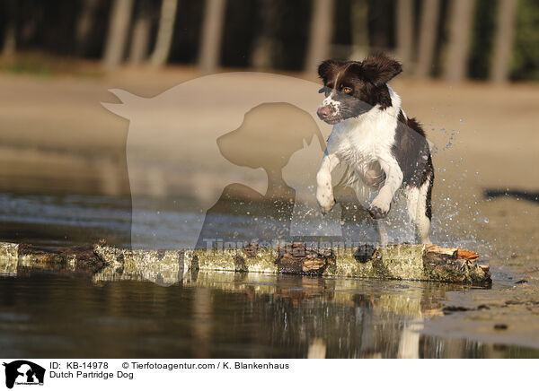 Drentsche Patrijshund / Dutch Partridge Dog / KB-14978