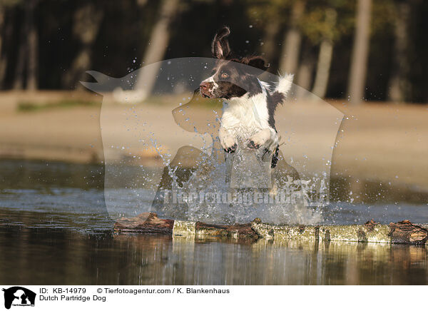 Drentsche Patrijshund / Dutch Partridge Dog / KB-14979