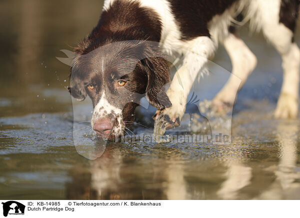Drentsche Patrijshund / Dutch Partridge Dog / KB-14985