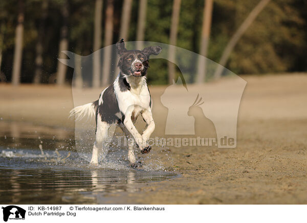 Drentsche Patrijshund / Dutch Partridge Dog / KB-14987