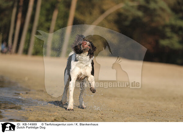 Drentsche Patrijshund / Dutch Partridge Dog / KB-14989