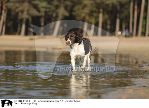 Drentsche Patrijshund / Dutch Partridge Dog / KB-14991