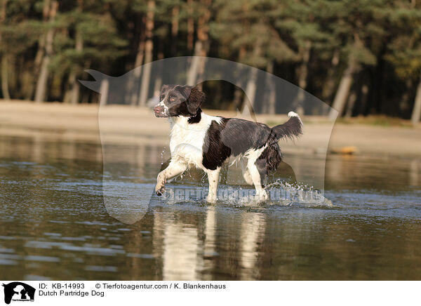 Drentsche Patrijshund / Dutch Partridge Dog / KB-14993