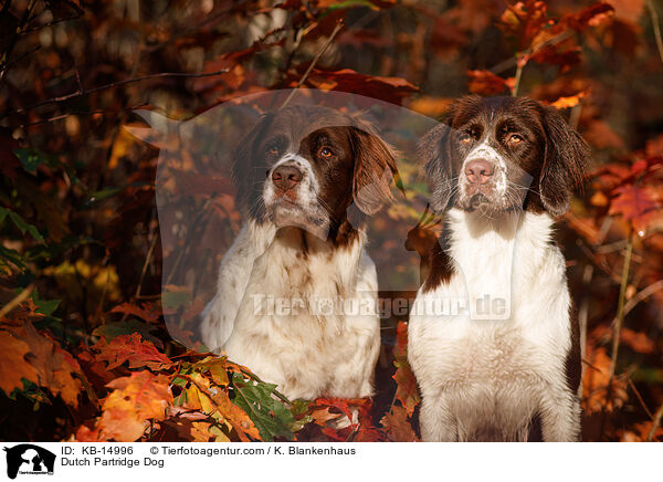 Drentsche Patrijshund / Dutch Partridge Dog / KB-14996