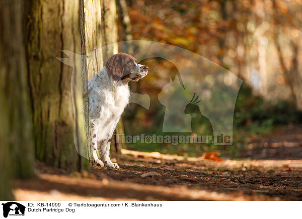 Drentsche Patrijshund / Dutch Partridge Dog / KB-14999