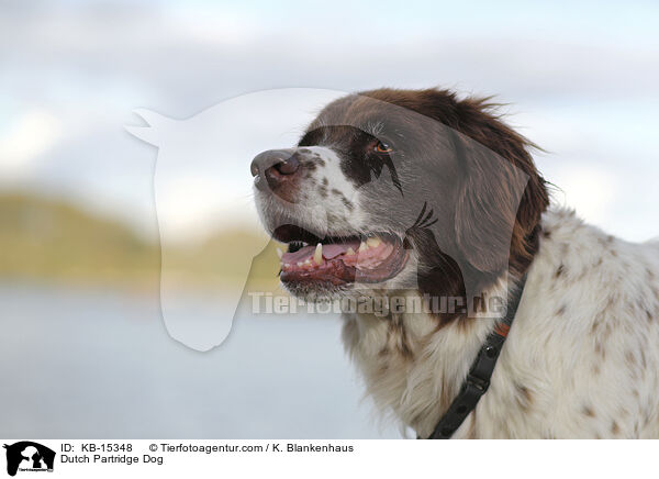 Drentsche Patrijshund / Dutch Partridge Dog / KB-15348