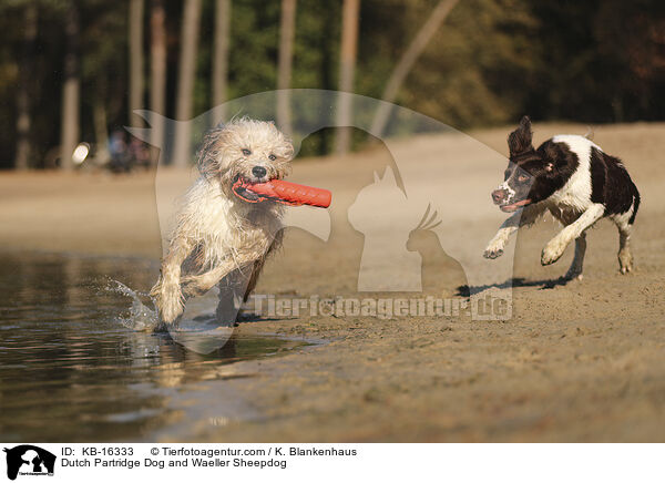 Drentsche Patrijshund und Wller / Dutch Partridge Dog and Waeller Sheepdog / KB-16333