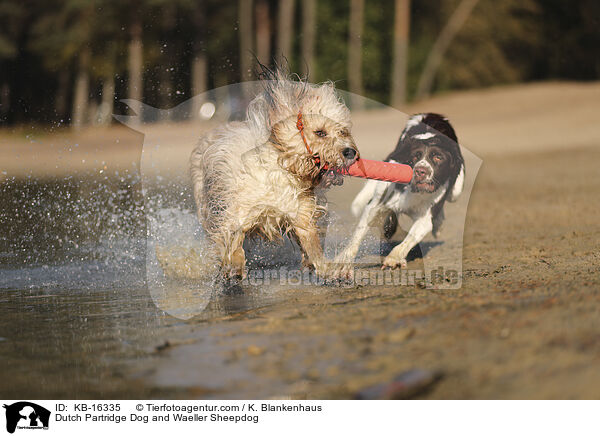 Drentsche Patrijshund und Wller / Dutch Partridge Dog and Waeller Sheepdog / KB-16335