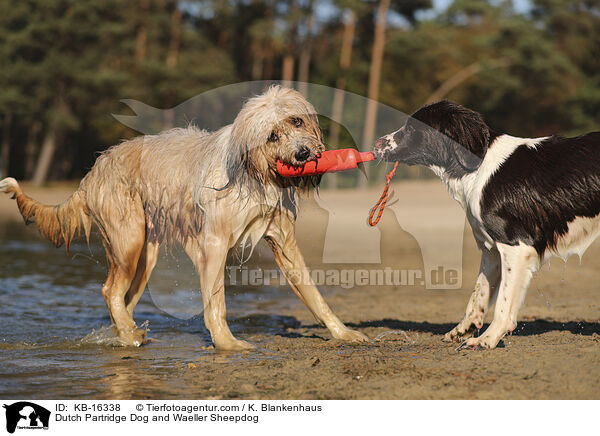 Drentsche Patrijshund und Wller / Dutch Partridge Dog and Waeller Sheepdog / KB-16338