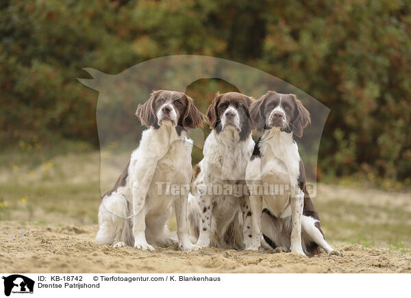 Drentse Patrijshond / Drentse Patrijshond / KB-18742
