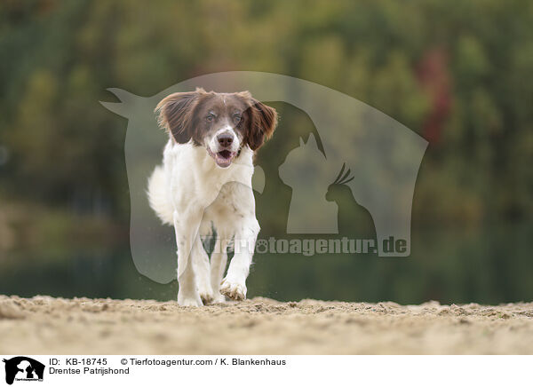 Drentse Patrijshond / Drentse Patrijshond / KB-18745