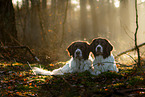 2 Dutch partridge dogs