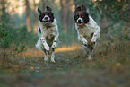 2 Dutch partridge dogs