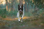 running Dutch partridge dog