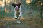 running Dutch partridge dog