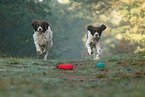 2 Dutch partridge dogs