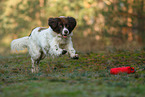 running Dutch partridge dog