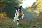 running Dutch partridge dog