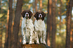 2 Dutch partridge dogs