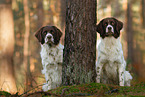 2 Dutch partridge dogs