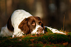 lying Dutch partridge dog