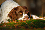 lying Dutch partridge dog