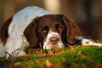 lying Dutch partridge dog