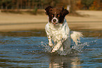 running Dutch partridge dog