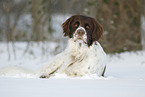 lying Dutch Partridge Dog