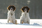 Dutch Partridge Dogs in the snow