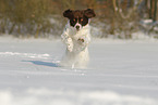 running Dutch Partridge Dog