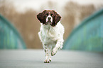 walking Dutch Partridge Dog