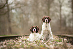 2 Dutch Partridge Dogs