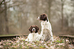 2 Dutch Partridge Dogs