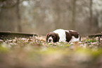 lying Dutch Partridge Dog