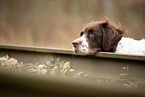 Dutch Partridge Dog Portrait