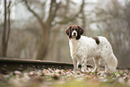 Dutch Partridge Dog