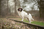 Dutch Partridge Dog