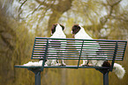 2 Dutch Partridge Dogs