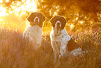 2 Dutch partridge dogs