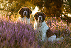 2 Dutch partridge dogs