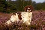 Dutch partridge dog
