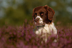 Dutch partridge dog portrait