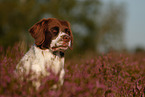 Dutch partridge dog portrait