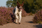 running Dutch partridge dog