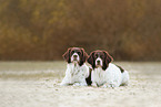 2 Dutch partridge dogs