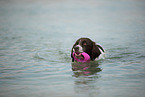swimming Dutch partridge dog