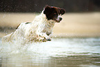 running Dutch partridge dog